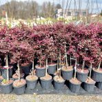 Loropetalum čínske (Loropetalum Chinense) ´BLACK PEARL´ - výška 70-90 cm, kont. C7L - NA KMIENKU